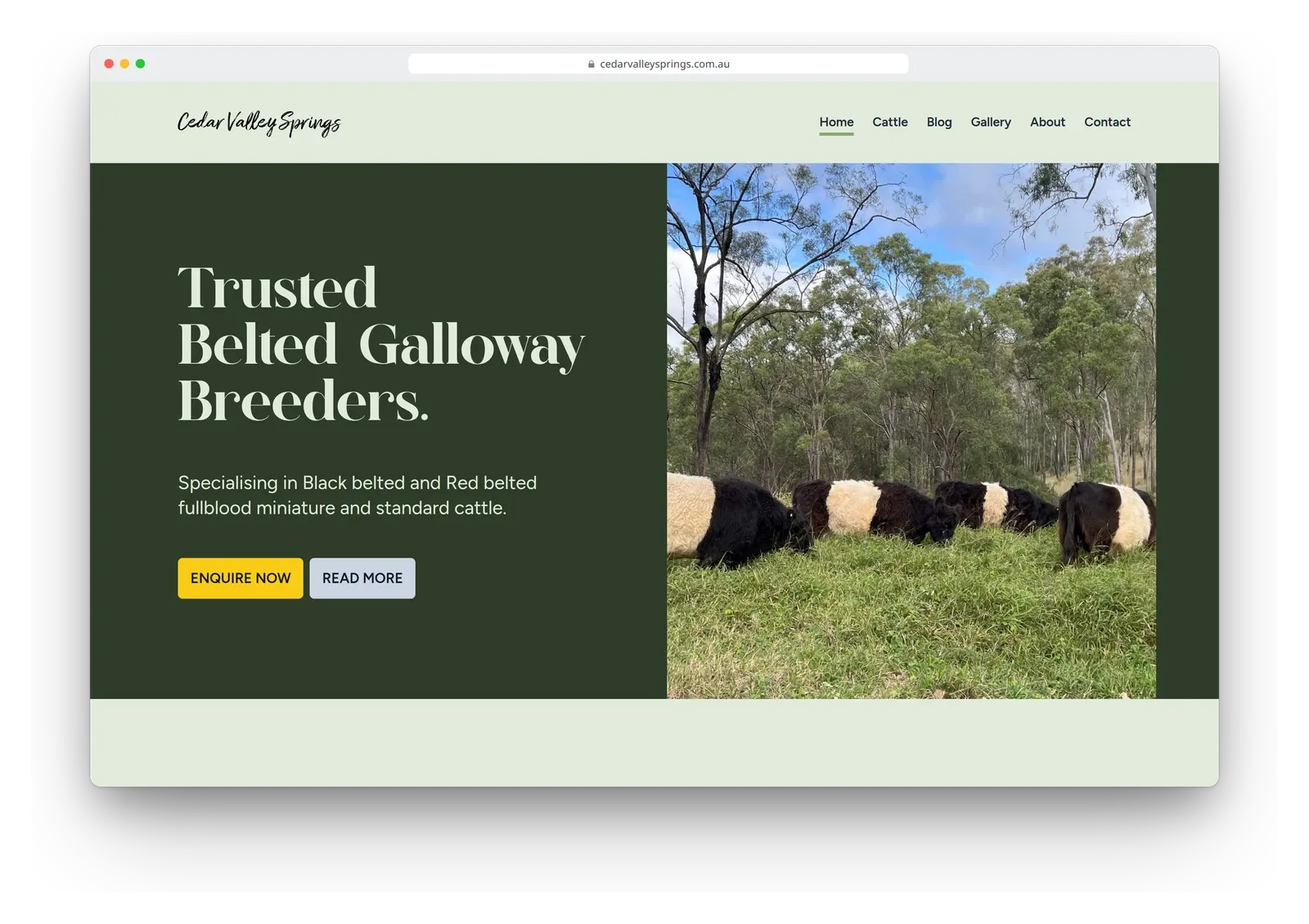 The Cedar Valley Springs home page in a browser window, with the headline "Trusted Belted Galloway Breeders." beside a photo of black and white belted cattle grazing, and Enquire Now and Read More buttons.