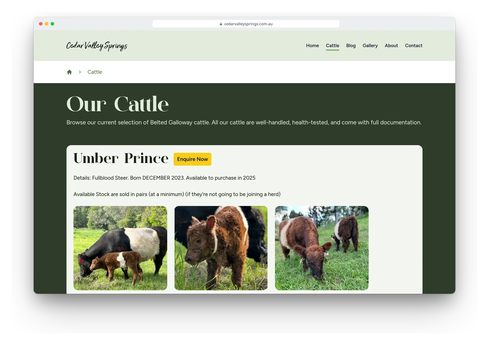 The cattle page on the Cedar Valley Springs site in a browser window, with a listing for Umber Prince, an Enquire Now button and three photos of belted cattle.